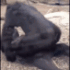 Emote #216915