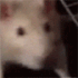 Emote #217008