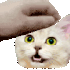 Emote #217102