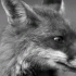 Emote #217196