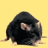 Emote #217408