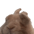 Emote #217549