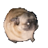 Emote #217555