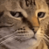Emote #217663