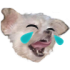 Emote #217925