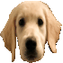 Emote #218246