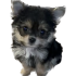 Emote #218311