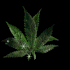 Emote #218338
