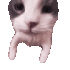 Emote #218581