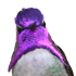 Emote #218586