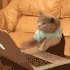 Emote #218990