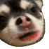 Emote #219211