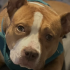 Emote #219426