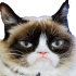 Emote #219546