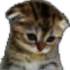 Emote #219552